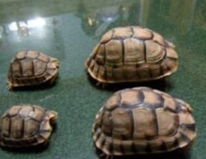 利比亞陸龜 利比亞陸龜