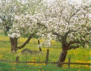雲蒙山國家森林公園