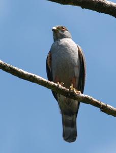棕腿齒鷹 棕腿齒鷹