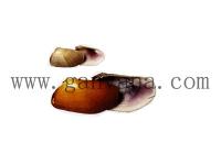 截形斧蛤 截形斧蛤