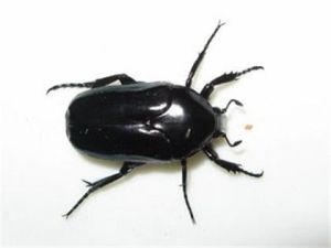 微缺暗駝金龜 微缺暗駝金龜