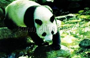 陝西佛坪國家級自然保護區