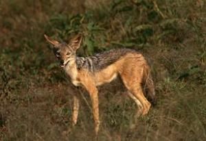 黑背胡狼 黑背胡狼