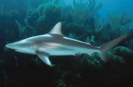 黑邊鰭真鯊 黑邊鰭真鯊