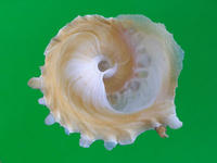 （圖）中華綴殼螺