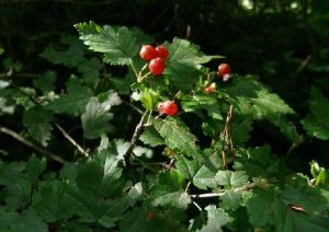 腺毛茶藨 腺毛茶藨