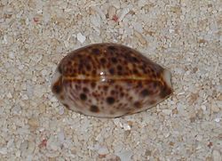 山帽眼寶貝 山帽眼寶貝