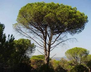 義大利石松 義大利石松