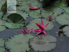 柔毛齒葉睡蓮 柔毛齒葉睡蓮