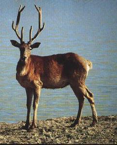 東北馬鹿-1 東北馬鹿-1