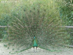 Green peafowl