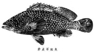 赤點石斑魚