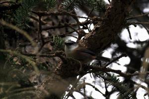 鳳頭雀鶯的習性 