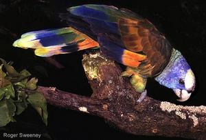 聖文森特亞馬遜鸚鵡