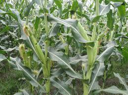 單作[種植方法]