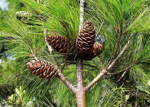 海南五針松 海南五針松