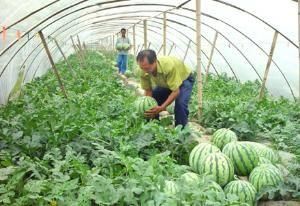 大棚西瓜 大棚西瓜