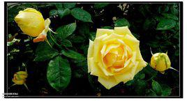 米開朗基羅[薔薇屬月季栽培品種]