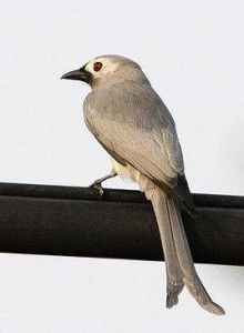 灰卷尾西比路島亞種 灰卷尾西比路島亞種