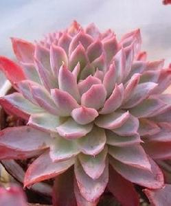 紫羅蘭女王 紫羅蘭女王