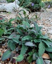 雲南鼠尾 雲南鼠尾