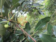 八角[木蘭科八角屬植物]