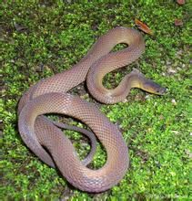 海南脊蛇 海南脊蛇