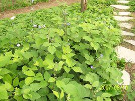 大葉紫堇組 大葉紫堇組