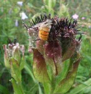 污花風毛菊 污花風毛菊