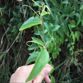 陽朔九龍藤蜂蜜 陽朔九龍藤蜂蜜