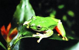 德力小姬蛙 德力小姬蛙