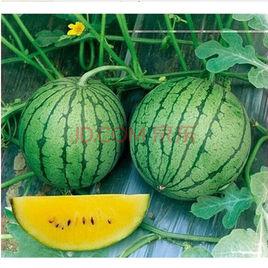 天成[設施小型西瓜]