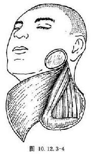 頜面部缺損 頜面部缺損