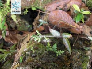 大花線柱蘭 大花線柱蘭