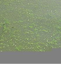 針狀藍纖維藻 針狀藍纖維藻