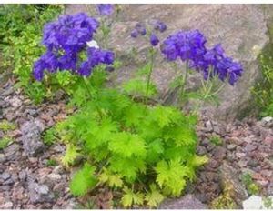 毛梗川黔翠雀花