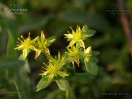 珠芽景天 珠芽景天