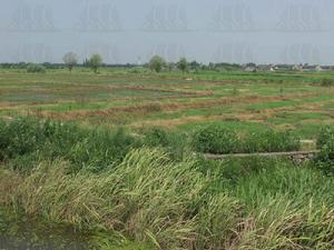 董家跳遺址 董家跳遺址