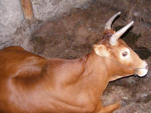 小良子村發展重點-養殖業
