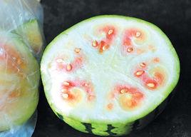 冬瓜瓤[冬瓜瓤]