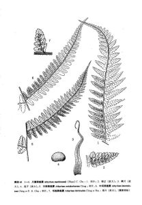 毛軸蹄蓋蕨