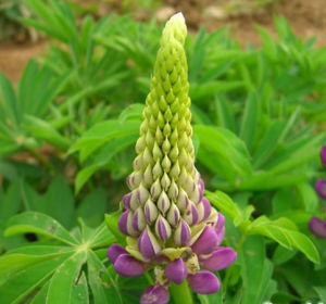 魯冰花[草本植物]