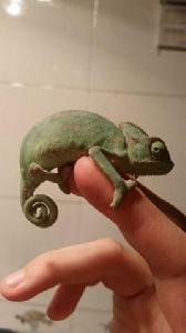 高冠變色龍 高冠變色龍