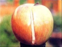 裂果紅科 裂果紅科