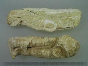 瘤枝微花藤 瘤枝微花藤