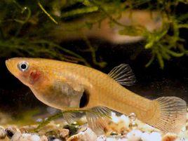 “職業”食蚊家 “職業”食蚊家