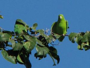 藍腰鸚哥特島亞種