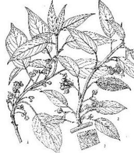 多花藤山柳 多花藤山柳