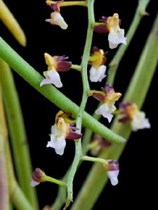 毛柱隔距蘭 毛柱隔距蘭