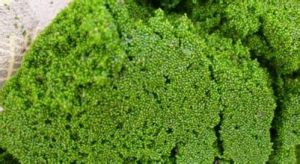 土棲隱球藻